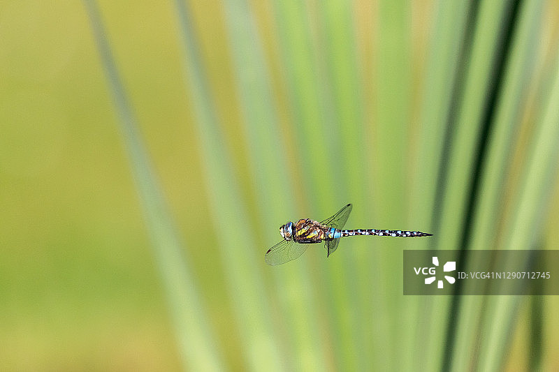 飞行中的帝王蜻蜓图片素材