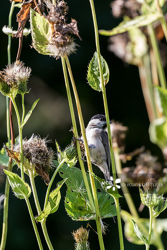 沼泽山雀吃种子图片素材
