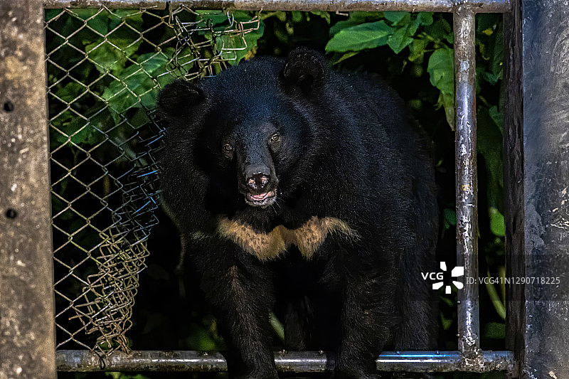 亚洲黑熊（熊，喜马拉雅黑熊），泰国考艾国家公园图片素材
