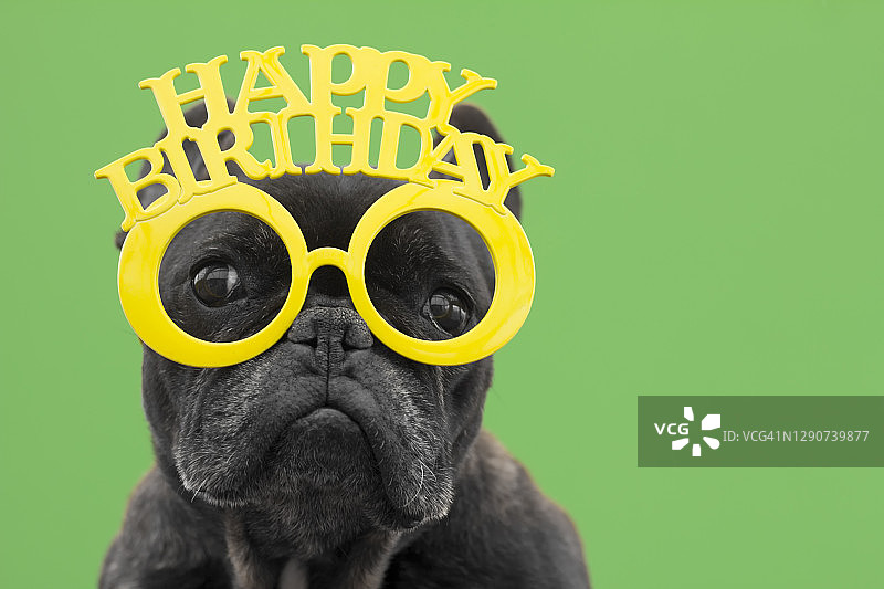 戴着滑稽太阳镜和生日快乐字样的狗狗图片素材