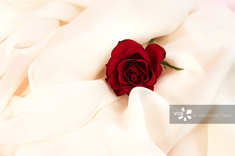 光滑优雅的丝绸或缎面与红玫瑰花图片素材