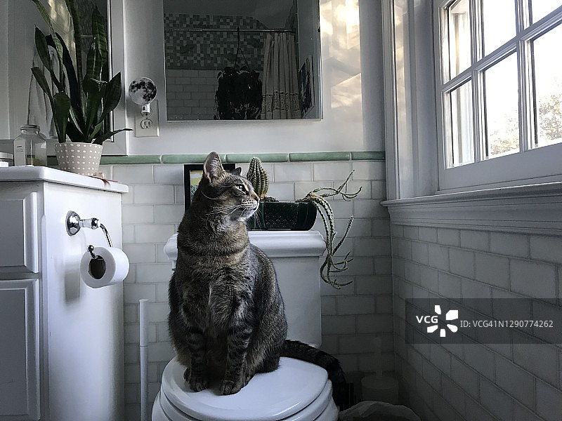 虎斑猫坐在浴室里图片素材