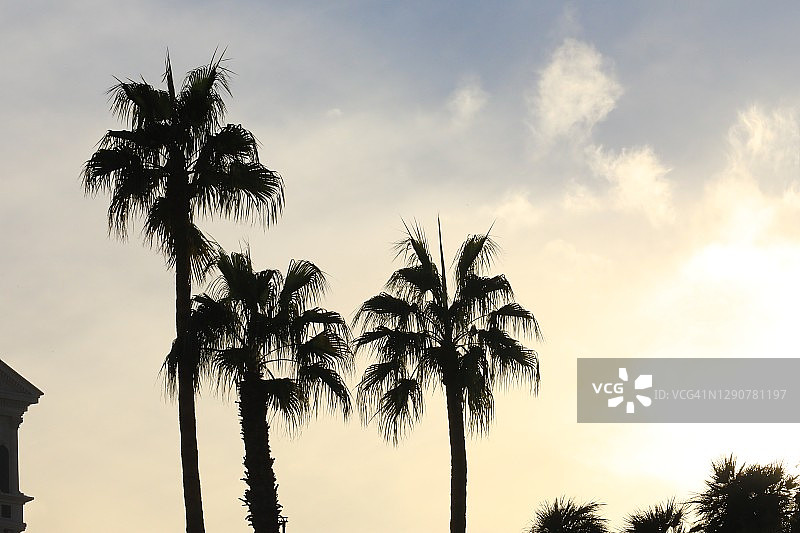 仰望棕榈树图片素材