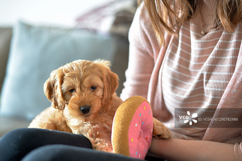 玩狗玩具的可卡颇犬幼犬图片素材
