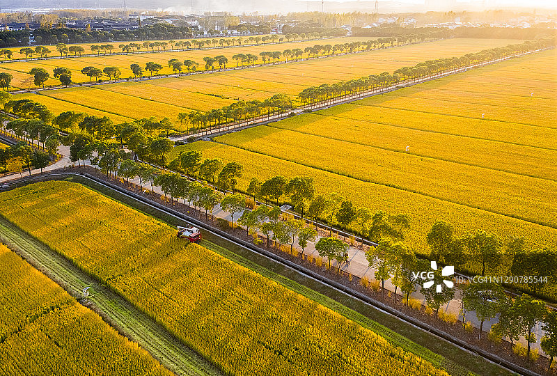 2020年11月5日中国江苏江阴收割机稻田收割图片素材