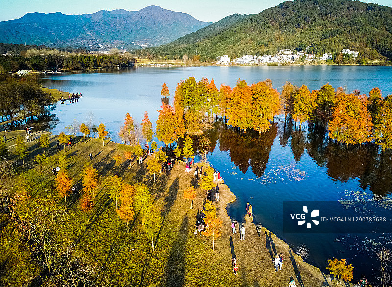 安徽黄山太平湖红杉林航拍图片素材