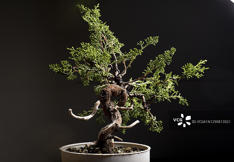 系鱼川真柏盆景树皮特写图片素材