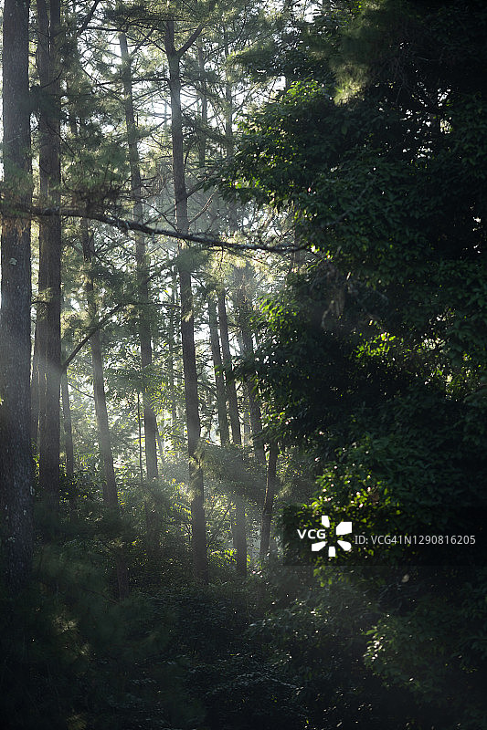 绿色自然与留白图片素材