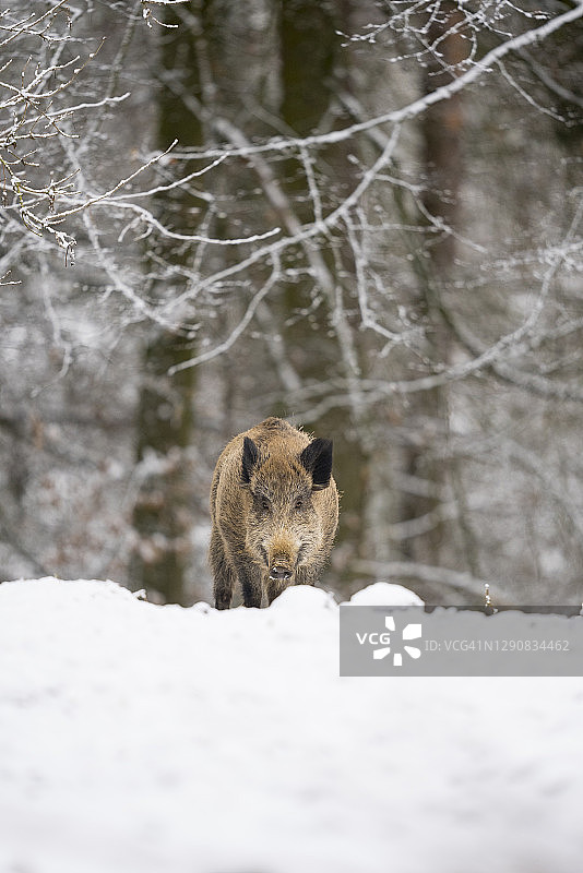 冬季的野猪图片素材