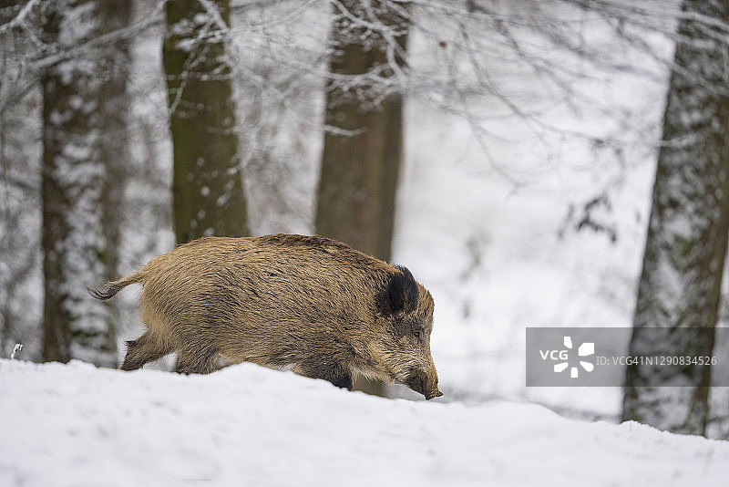 冬季的野猪图片素材
