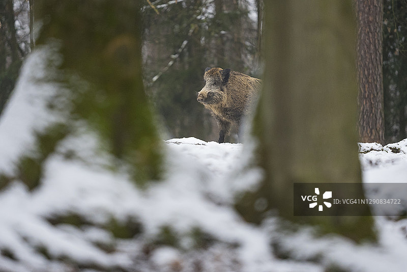 冬季的野猪图片素材