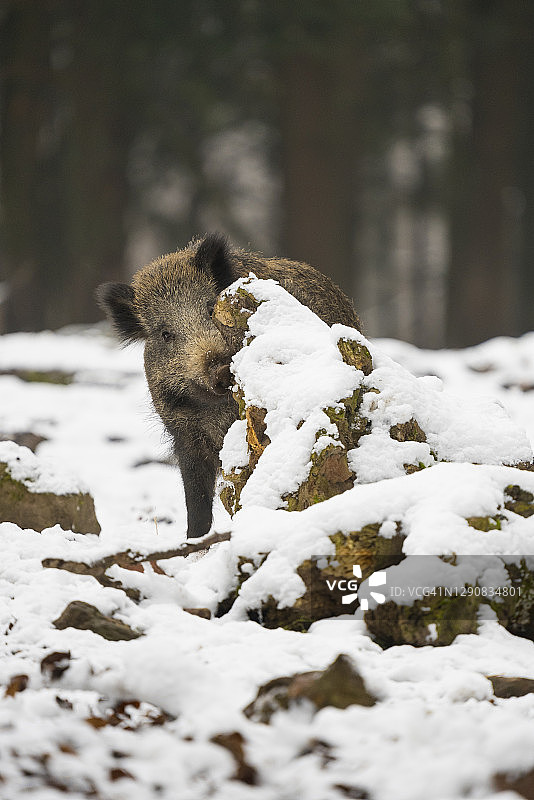 冬季的野猪图片素材