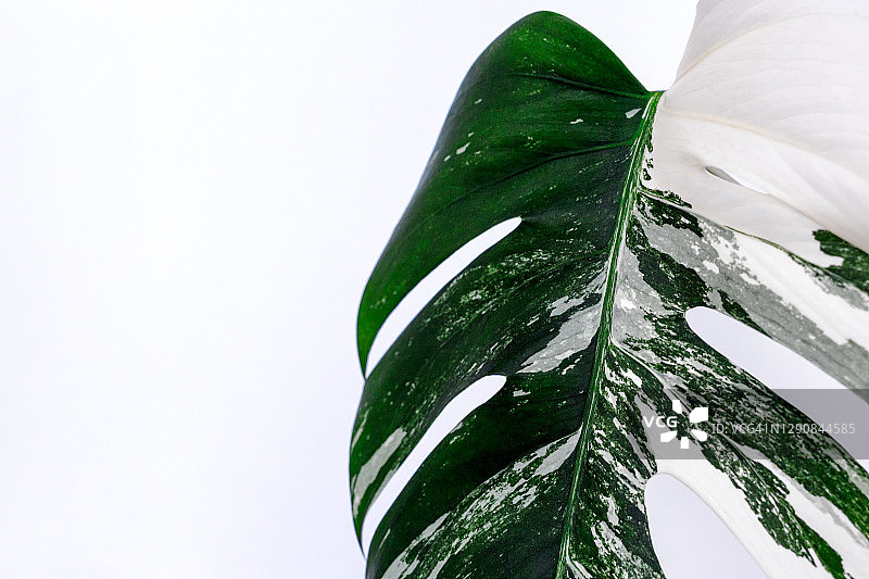 斑叶龟背竹图片素材