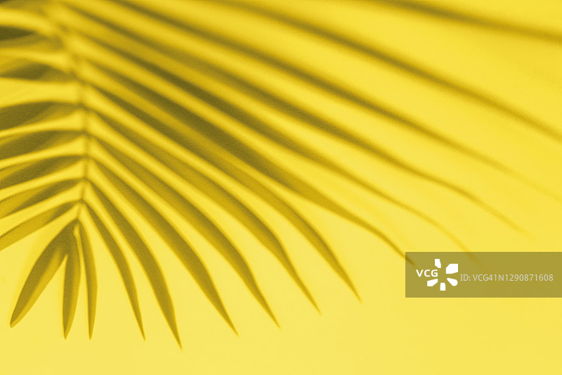 黄色背景上的热带灰色棕榈叶图片素材