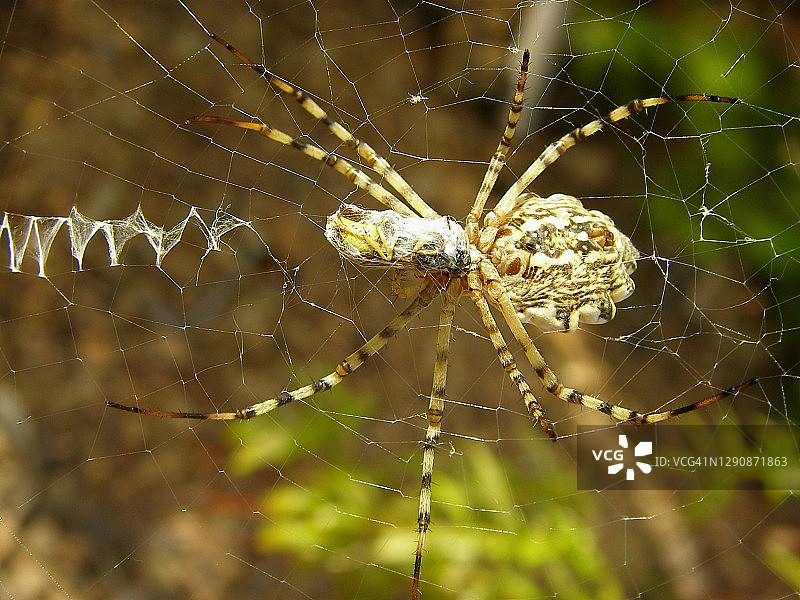 洛巴粗脚蛛图片素材