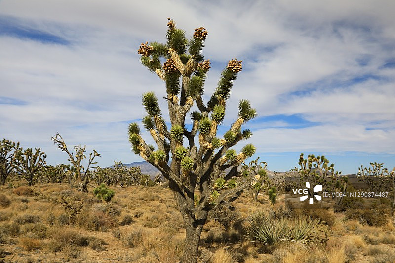 莫哈韦沙漠的锡马圆顶图片素材