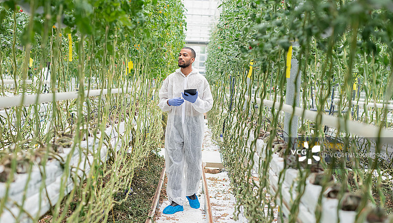 科学家在水培番茄农场做笔记图片素材
