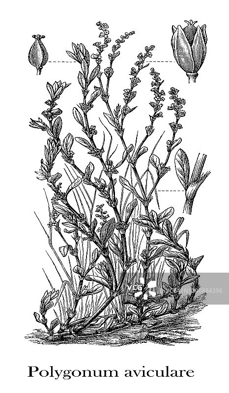 扁蓄的古老雕刻插图图片素材