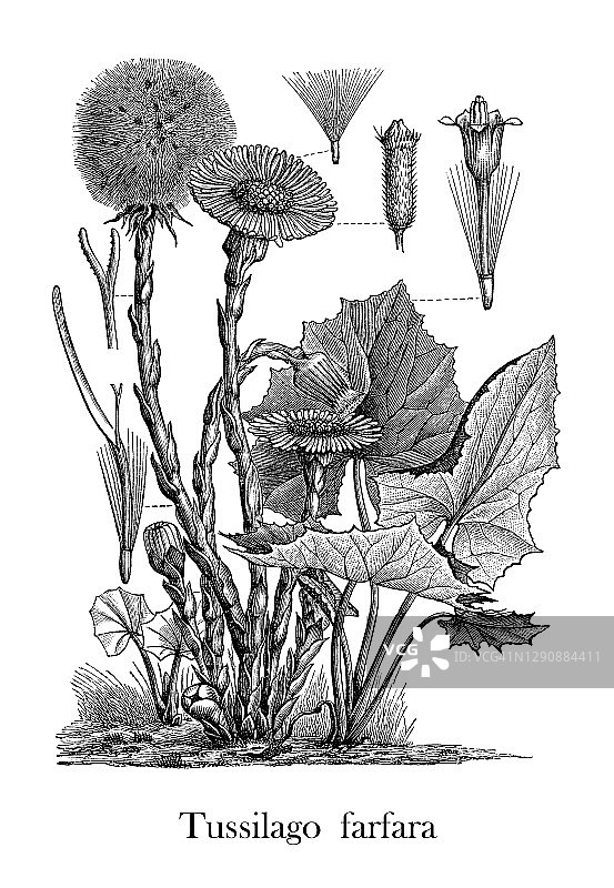 老式雕刻插图：款冬图片素材