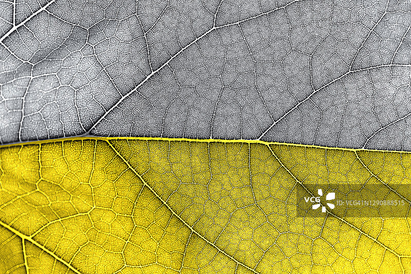 潮流亮黄色和灰色新鲜叶子纹理图片素材