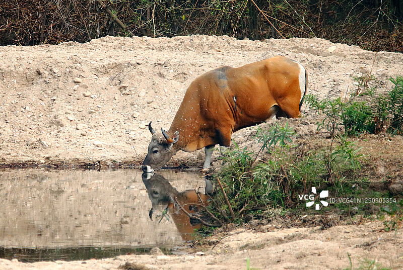 东南亚野生动物：红色的爪哇野牛。雄性爪哇野牛在森林里喝水图片素材