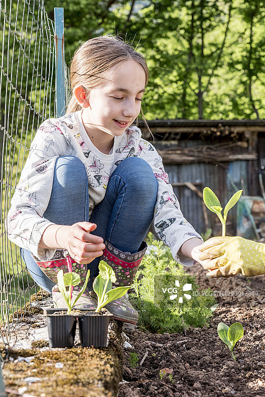春天花园里，小女孩正在照料蔬菜幼苗图片素材