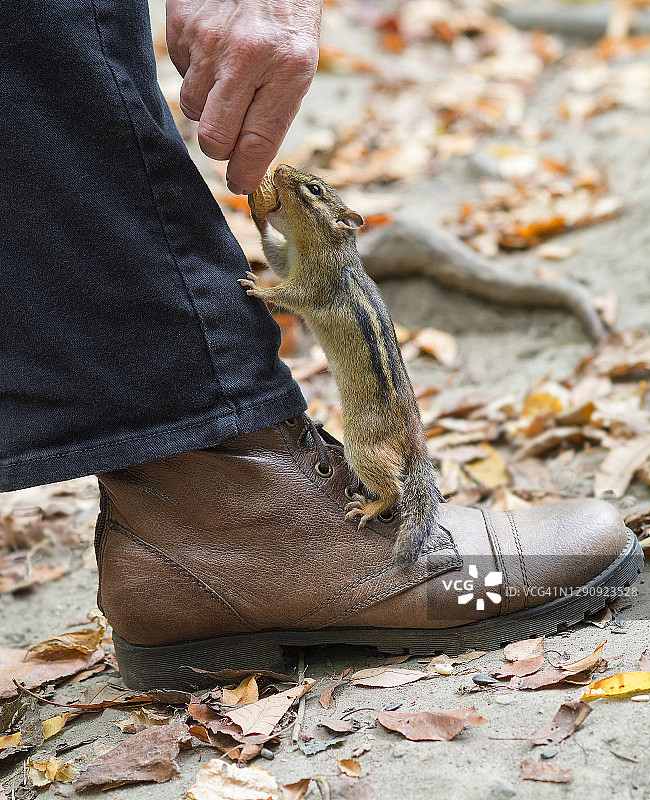 花栗鼠吃花生图片素材