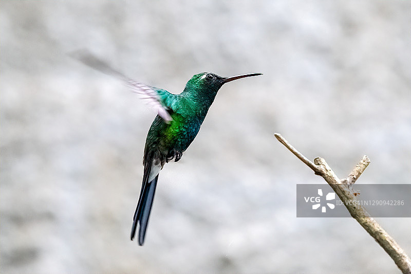 飞落小树枝的古巴蜂鸟图片素材