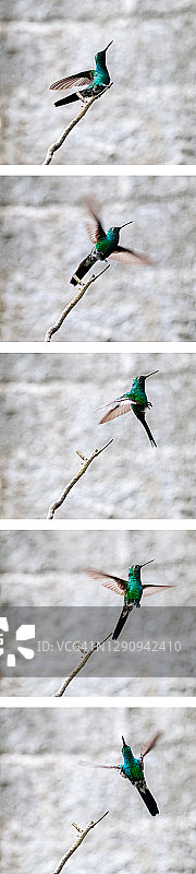 从树枝上起飞的古巴蜂鸟图片素材