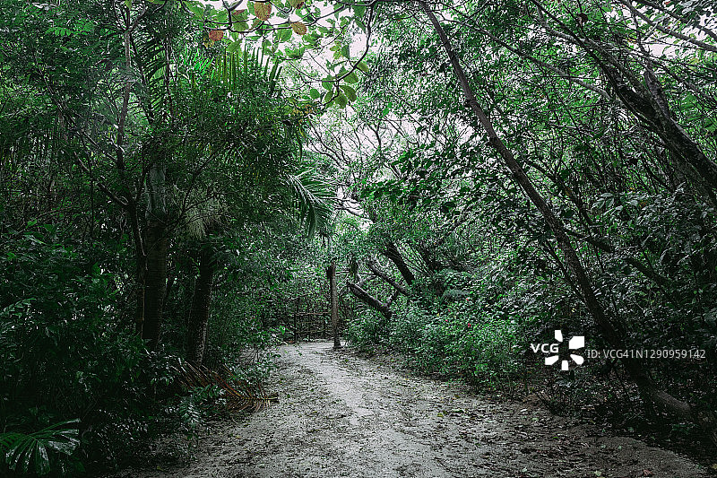 Yubujima的丛林公园图片素材