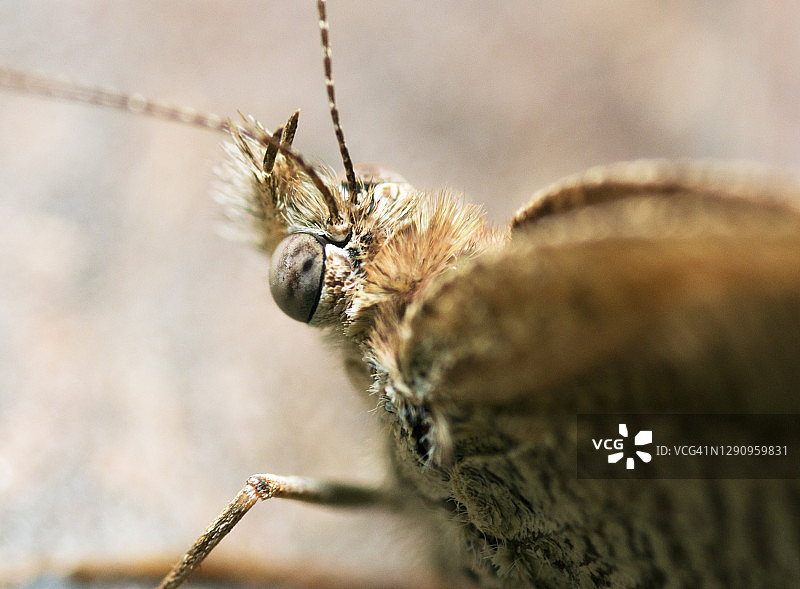 蝴蝶的眼睛图片素材