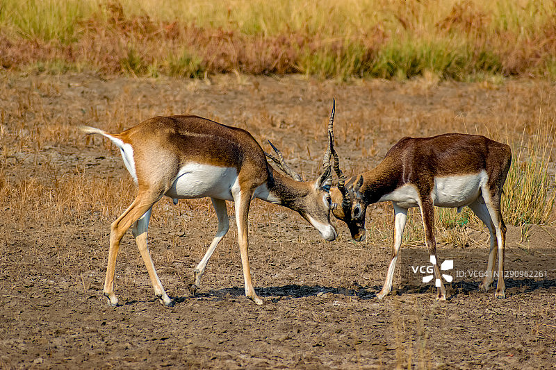 黑羚打斗图片素材