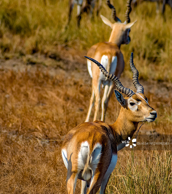 黑羚羊回头看图片素材