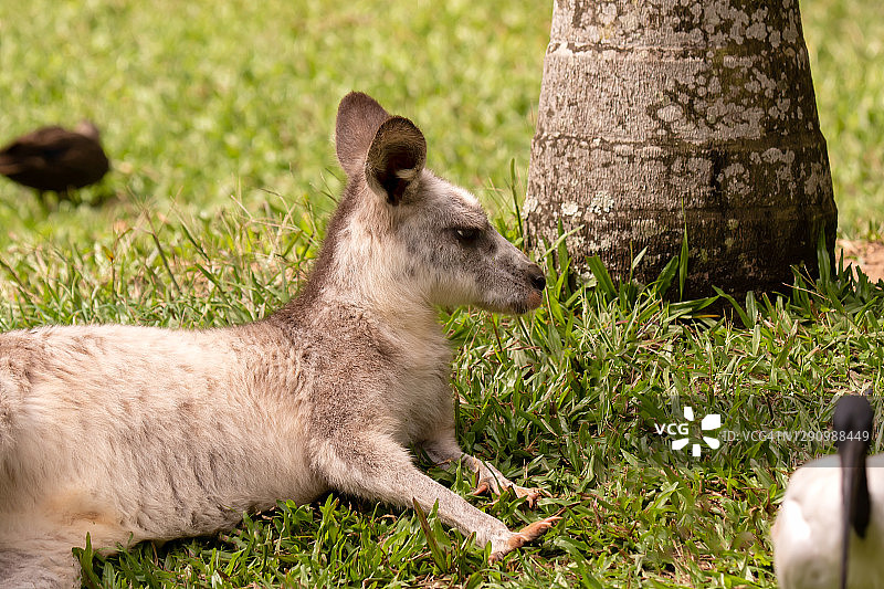 小袋鼠图片素材
