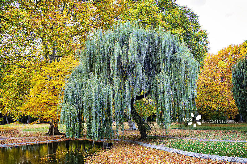 秋季公园里的垂柳图片素材