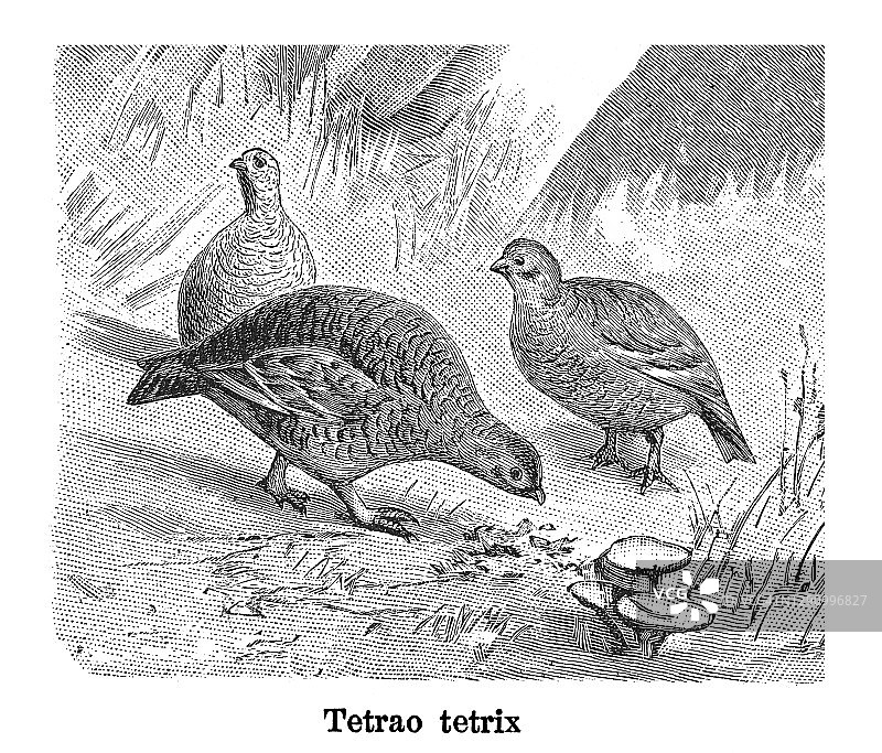 黑grouse古老雕刻插图图片素材