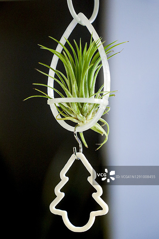 夜晚悬挂的空气凤梨图片素材