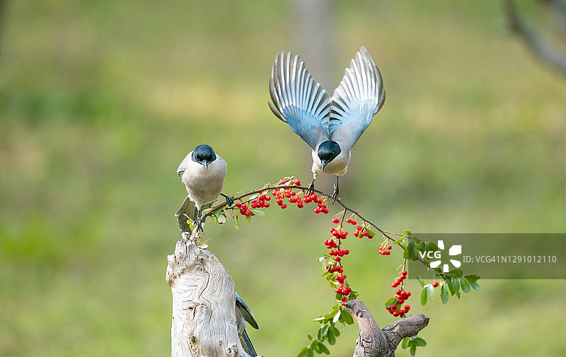 吃红色果实的蓝翅鹊图片素材