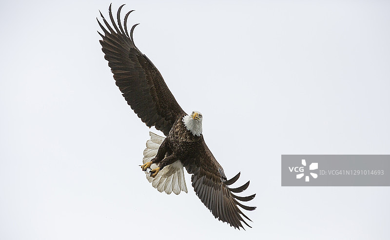 飞行中的秃鹰图片素材