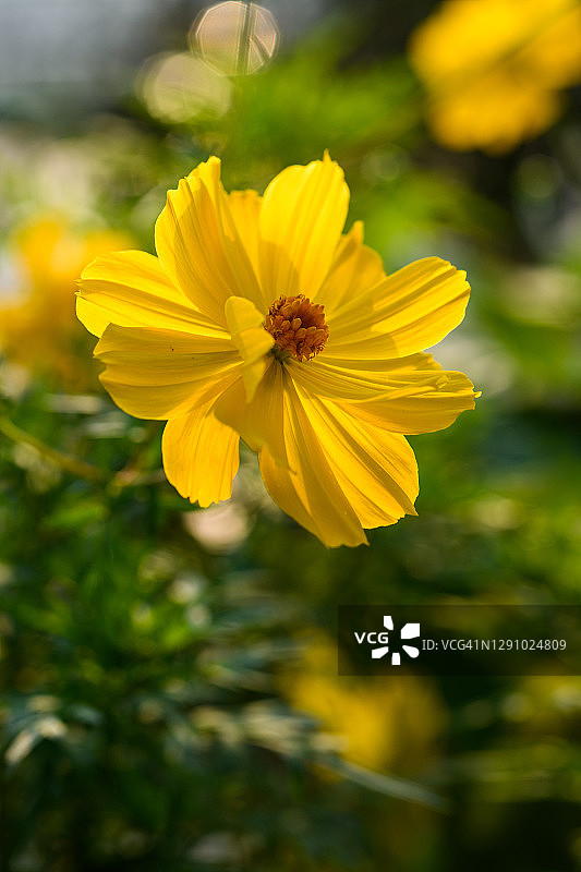 黄色的宇宙花图片素材