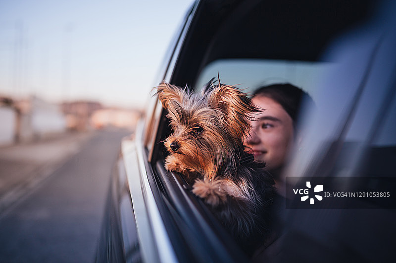 快乐的女孩和她的约克夏犬图片素材
