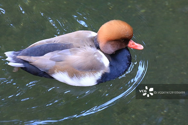 红头潜鸭图片素材