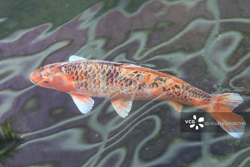 户外日式池塘中的锦鲤鱼特写图片素材