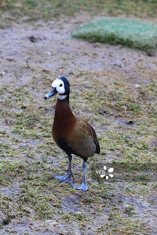 白脸啸鸭图片素材
