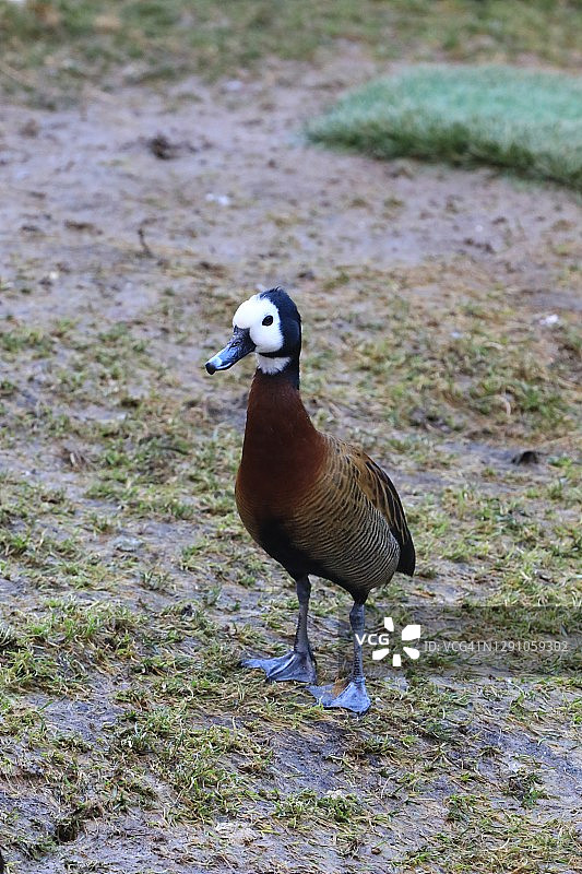 野外环境中的白脸啸鸭图片素材