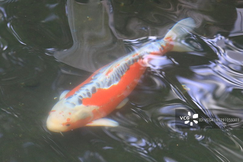 水下锦鲤图片素材