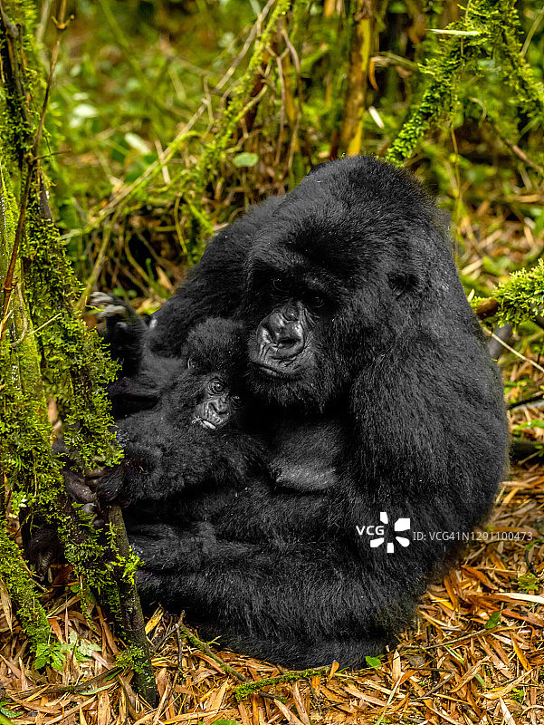 在卢旺达火山国家公园玩耍的母山地大猩猩及其幼崽图片素材