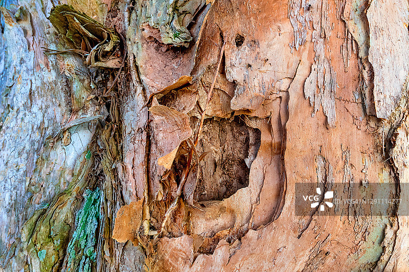 栓皮栎的树皮细节图片素材