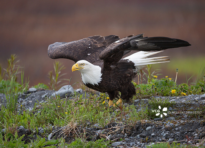 秃鹰起飞瞬间图片素材