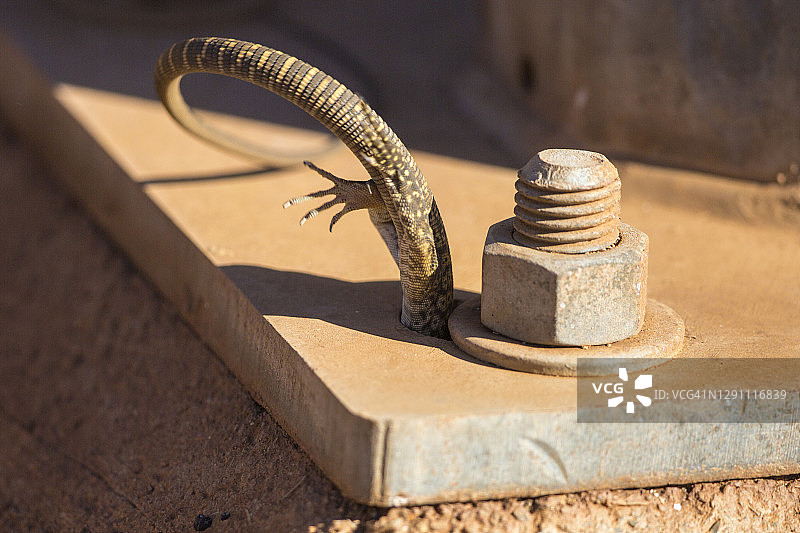 消失的蜥蜴图片素材